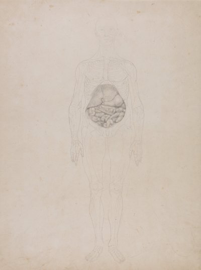 Esposizione anatomica comparativa della struttura del corpo umano con quella di una tigre e di un co... da George Stubbs